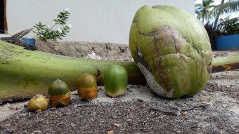 The healthful and deadly properties of coconut. Can coconuts really be made of coconuts?