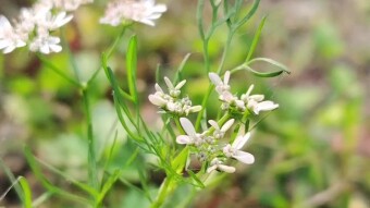 Coriander flower photography & Videography
