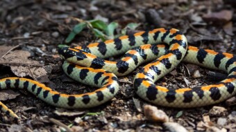 Spotted Harlequin Snake (Homoroselaps lacteus)