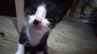 Why do Mama Cat eat their Baby Kitten?