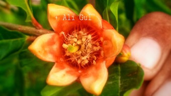 ☑ Photography of different flowers