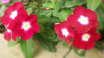 This is my NOYONTARA flowers collection, but i just share three colour photography i also share another colour next time.