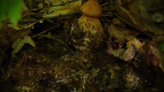 DAO for soil restoration. Would you contribute?