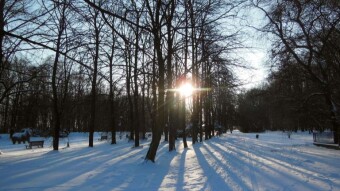 Today it was even more frosty, but the sun was shining brightly during the walk - My Actifit Report Card: January 9 2024