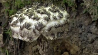 Old man of the woods - edible mushroom, hairy like a lamb