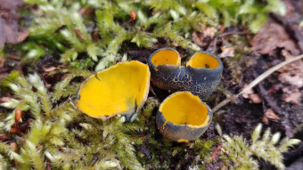 Orange peel fungus like gold nuggets in a gray forest