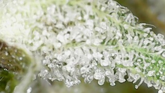 Free Cannabis Images for bloggers