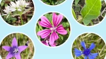 Flora Incognita Review
