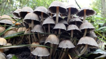 Coprinellus disseminatus - beautiful in youth, witches in old age