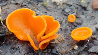 Orange peel fungus, Aleuria aurantia - Mushrooms with unusual colors