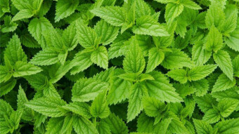 Nettle