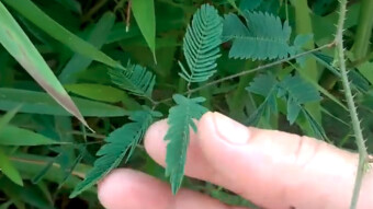 My trip around Malaysia - Mimosa pudica