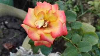 Rose flower photography