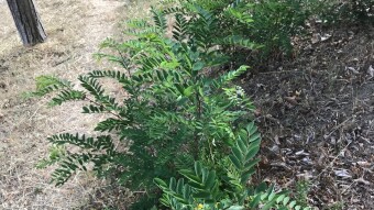 Glycyrrhiza Glabra (licorice root) + Panax Quinquefolius (American Ginseng)