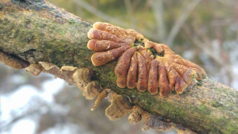 Hypocreopsis lichenoides - Very rare species of mushrooms
