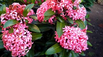 Rongon flower photography