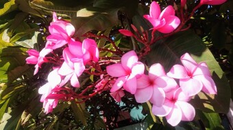 May flower