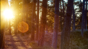The setting sun in the forest in HDR