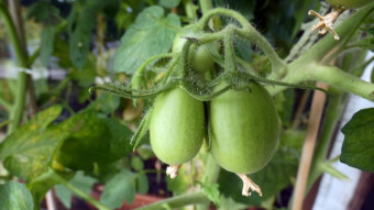 The beginning of August at the balcony garden, everything goes in the right direction