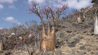 The forgotten wonder of the world, an island out of this world - Socotra
