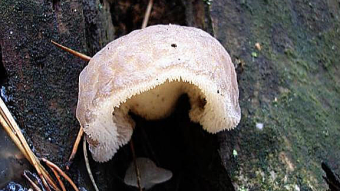 Mushrooms occurring in Europe - Pseudohydnum gelatinosum