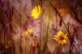 Flowers of the Dunes