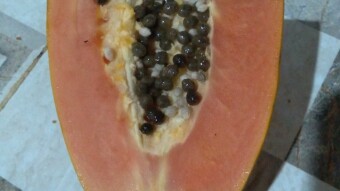 Manfaat Biji Pepaya