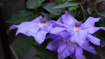 May Flowers