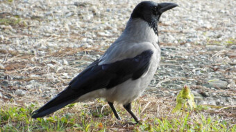 Carrion crow - When in Rome, do as the Romans do
