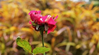 My Rose Bloomed #Macrophotography