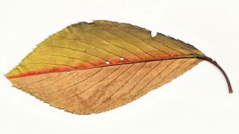 Leaf #4  (Not all trees are straight, some of them also have Scoliosis)
