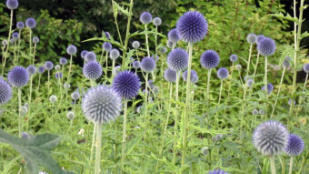 Blue, spiky bubbles will take you to a magical world