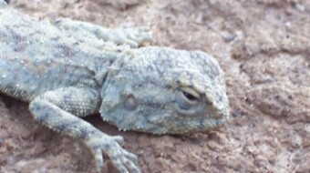 Agamas and Chameleons - two reptiles I love to photograph