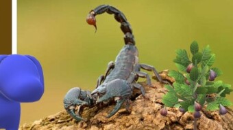 Fauna by Will Jones