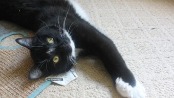 Walter stretched out over the catnip mat