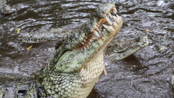 Mombasa Kenya Is A Great Place To See The Nile Crocodile