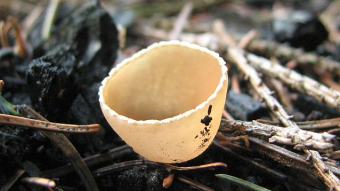 Mushrooms occurring in Europe - Geopyxis carbonaria