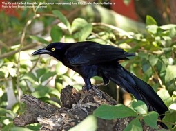 Great-tailed Grackle