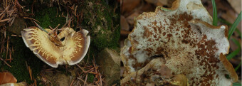 Mushrooms occurring in Europe - Albatrellus cristatus