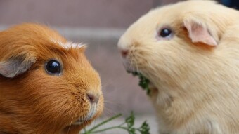 Do You Know We Are Guinea Pigs?