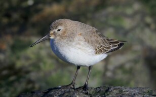 Dunlin, A Familiar Shorebird Around The World