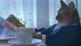 Business cat enter the DeFi craze