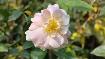 Rose Flower Photography.