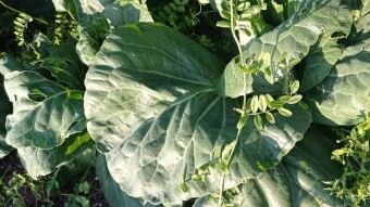 Our Vegetable Plots #25