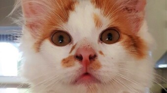 Meet my sweet baby cats