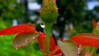 WATER DROPS Photography.