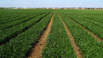 Faucetpay launched it's own token - Feyorra