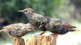 Starling - don't worry, we'll take care of your cherries