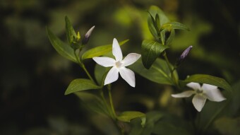 Jasmine