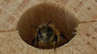 A closer look at Solitary Bees Part 7: Cold days